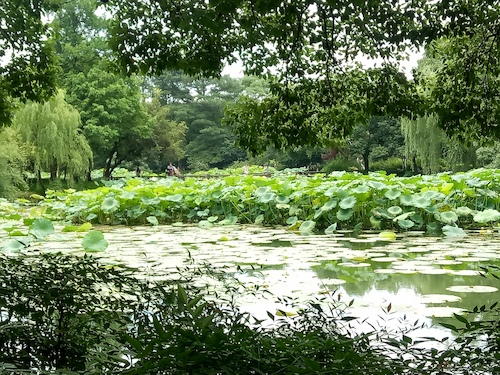 七月九日 重庆时时彩
 走西湖-关注西湖十景垃圾分类问题小分队 曲院风荷实景