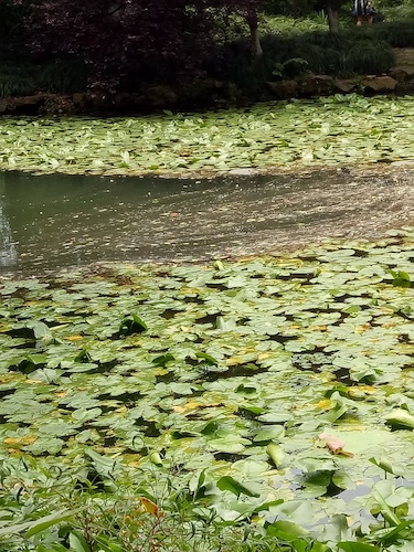 七月九日 重庆时时彩
 走西湖-关注西湖十景垃圾分类问题小分队 水质污染