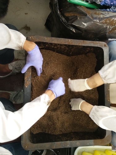 七月十三日 重庆时时彩
国创项目“毅治毒”科研小分队 拌土篇