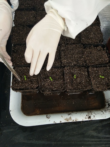 七月十三日 重庆时时彩
国创项目“毅治毒”科研小分队 艰难移苗篇