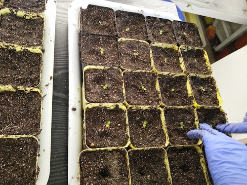 七月十三日 重庆时时彩
国创项目“毅治毒”科研小分队 移苗篇