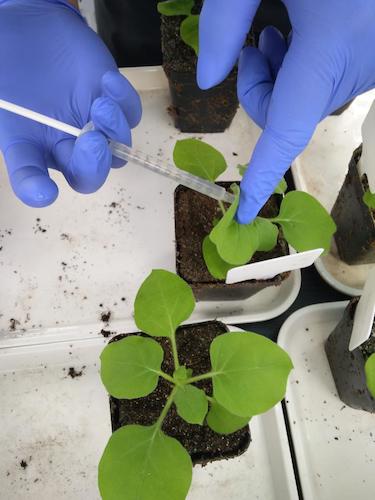 七月二十日 重庆时时彩
国创项目“毅治毒”科研小分队 接种