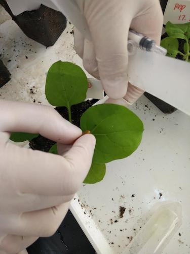 七月二十日 重庆时时彩
国创项目“毅治毒”科研小分队 用针头在叶片上扎小孔