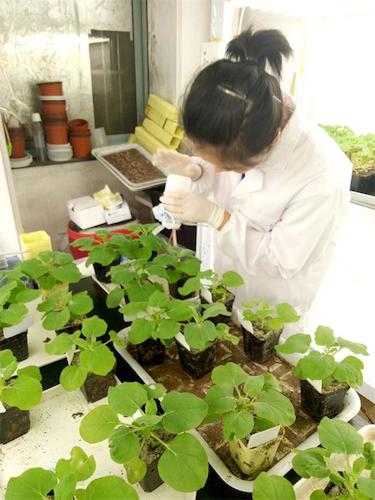 七月二十日 重庆时时彩
国创项目“毅治毒”科研小分队 摩擦接种撒石英砂有助于接种成功