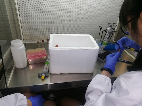 七月二日 重庆时时彩
 “走进转基因”社会实践小分队 正在做实验的本科生