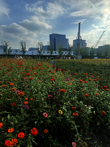 花海劳动基地共同观游
